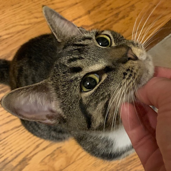 Meet your Posher, Francisco - Picture 3 of 4